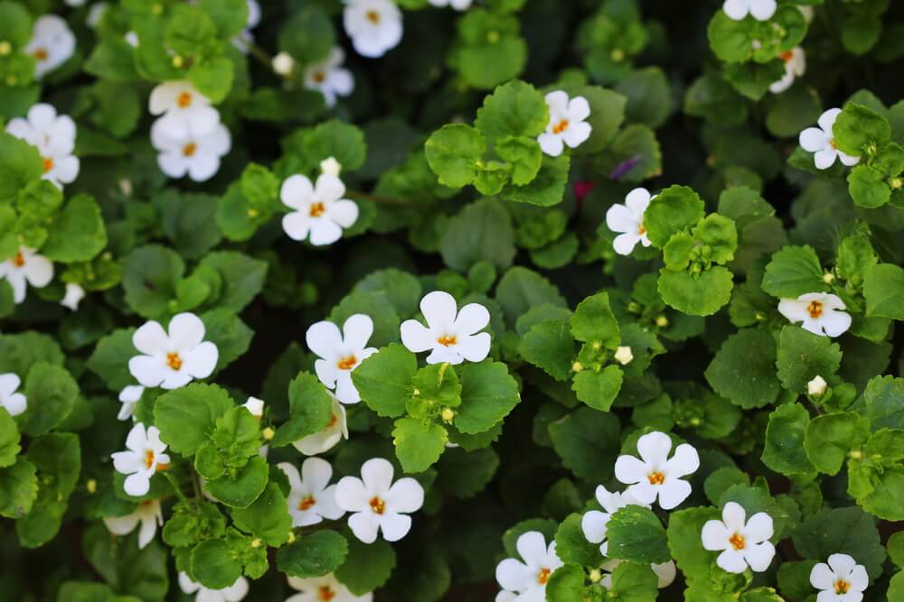 Bacopa Monnieri - Modafinil.org Bacopa Monnieri