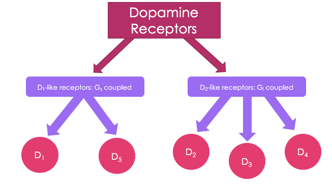 Dopamine Receptors - Modafinil.org Dopamine Receptors