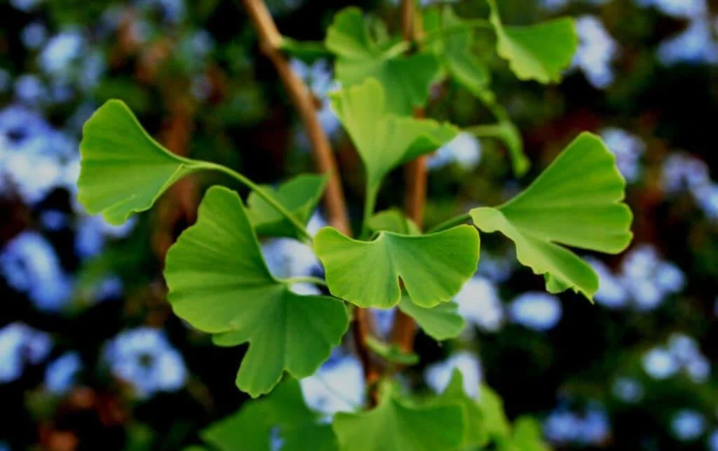Ginkgo Biloba – Modafinil.org Ginkgo Biloba