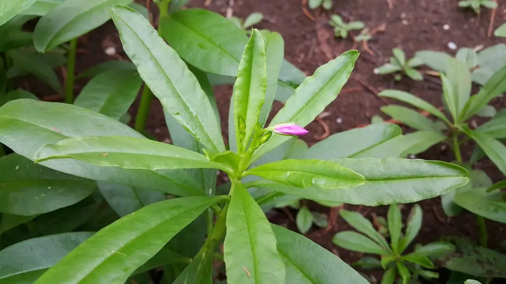 Ginseng – Modafinil.org Ginseng