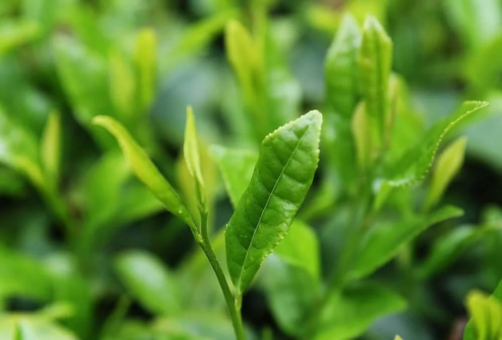 Green Tea – Modafinil.org Green Tea